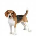 Beagle_list