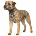 Border_Terrier_list
