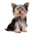 Yorkshire_Terrier_list