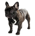 french_bulldog_list