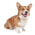 pembroke-welsh-corgi-list