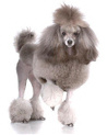 poodle-miniature-list